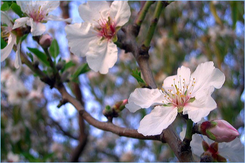 photo "Spring" tags: landscape, macro and close-up, spring