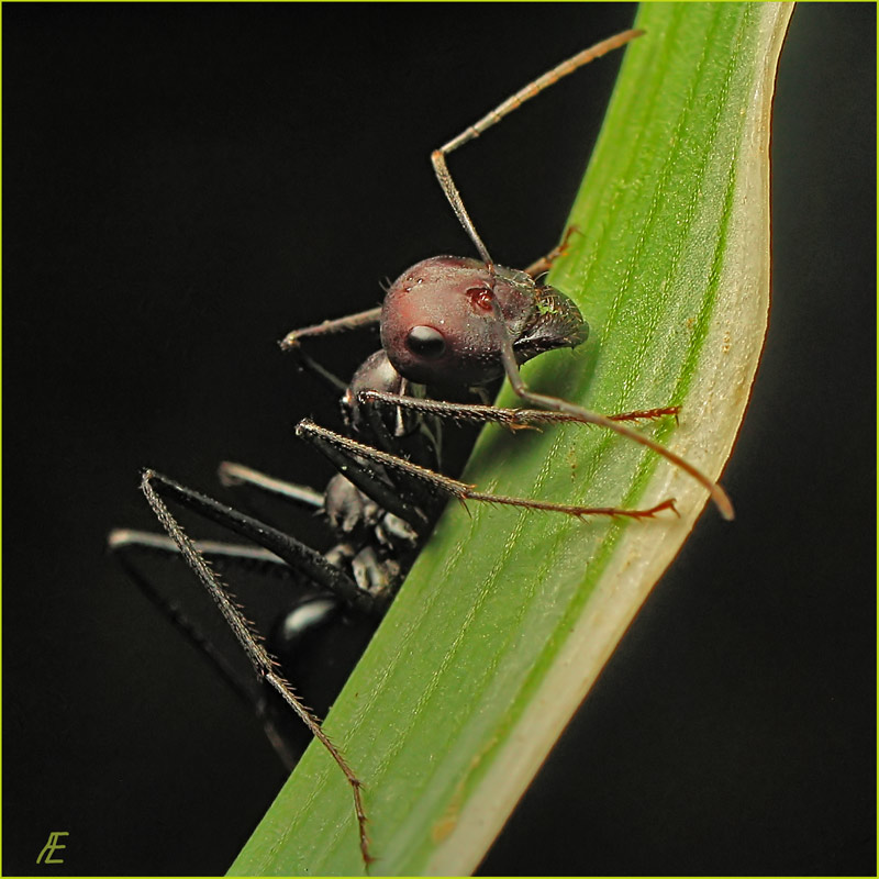 photo "***" tags: macro and close-up, nature, insect