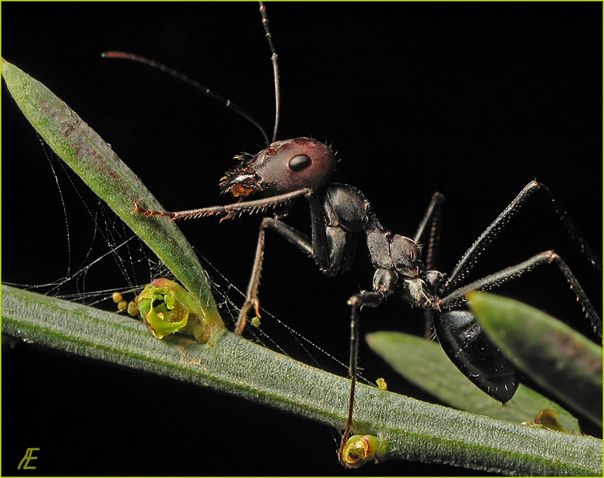 photo "***" tags: macro and close-up, nature, insect