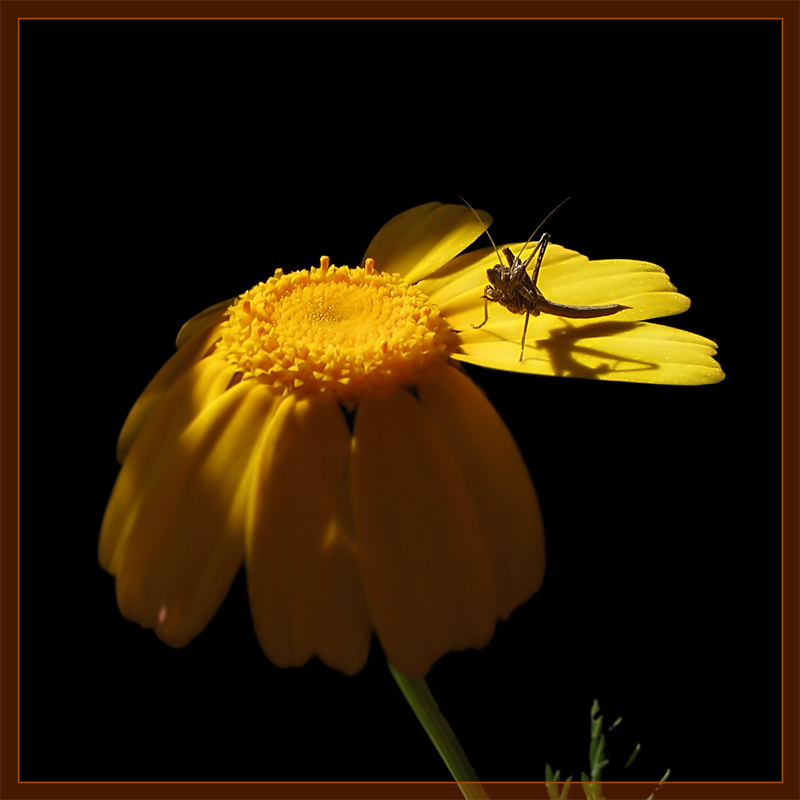 photo "***" tags: nature, macro and close-up, insect