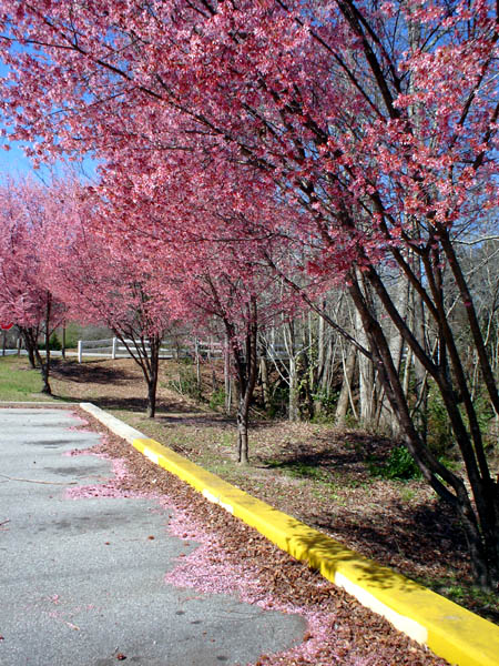 photo "Spring." tags: landscape, spring