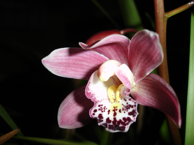 photo "orchid" tags: nature, flowers