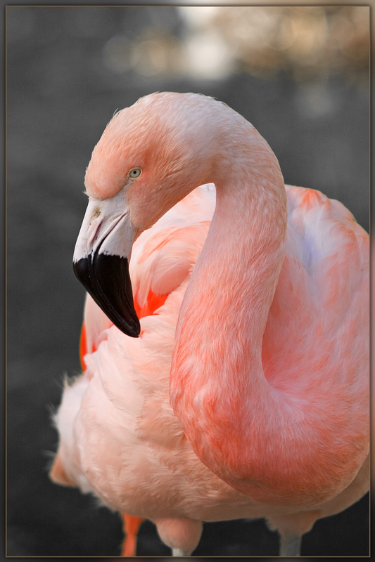 фото "Розовый Фламинго" метки: природа, дикие животные