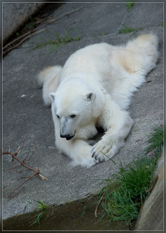 photo "After Hard Day" tags: nature, wild animals