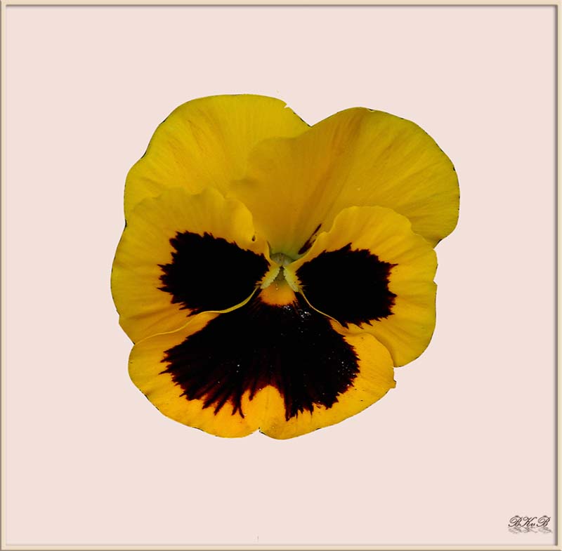 фото "" Simple Pansy "." метки: природа, макро и крупный план, цветы