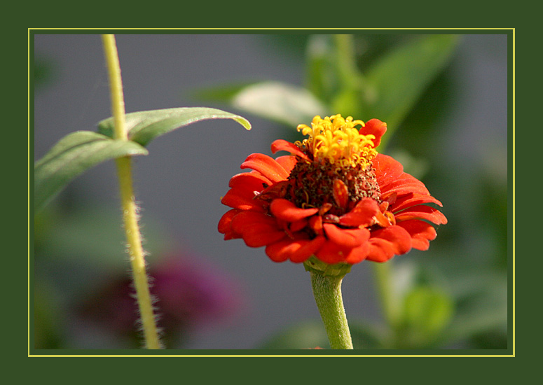 photo "desde mi jardin..." tags: nature, macro and close-up, flowers