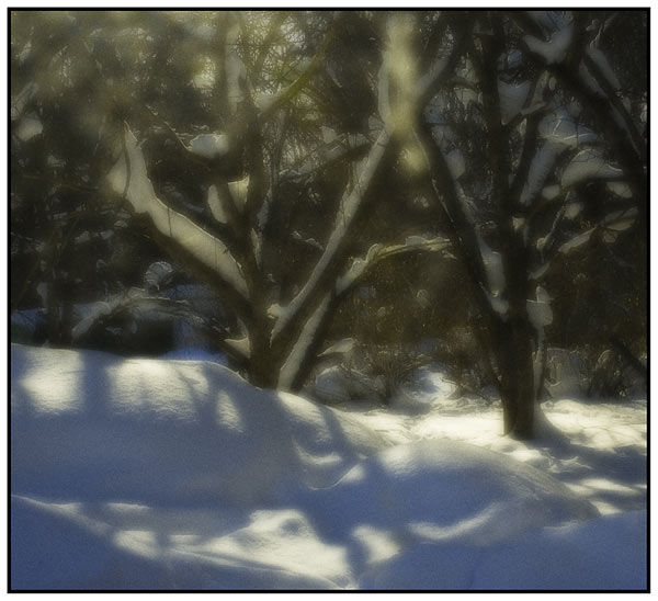photo "***" tags: landscape, forest, winter