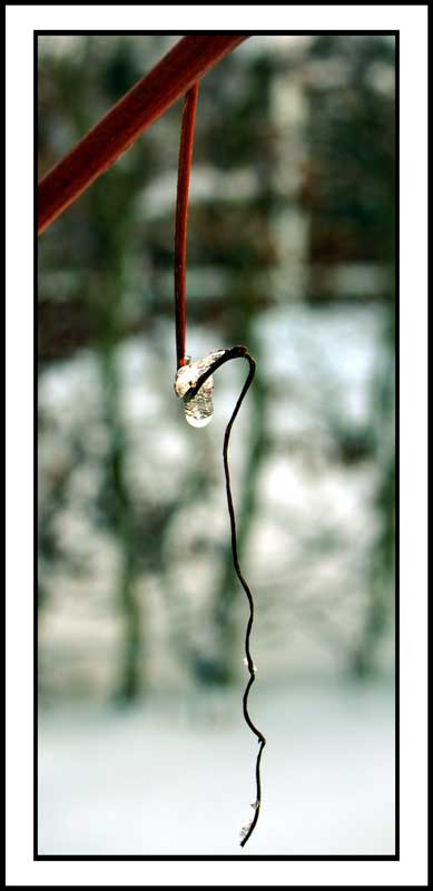 фото "drip drop" метки: , 