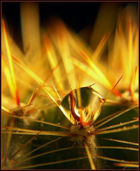 photo "Diablo" tags: macro and close-up, 