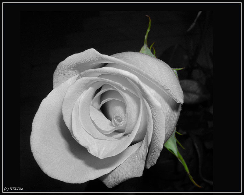 photo "***" tags: macro and close-up, 
