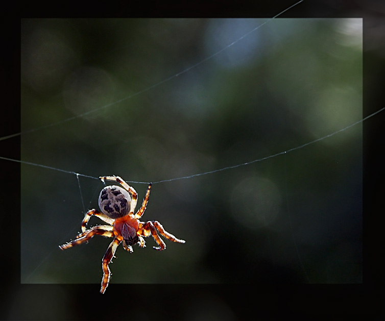 photo "The rope-walker" tags: macro and close-up, 