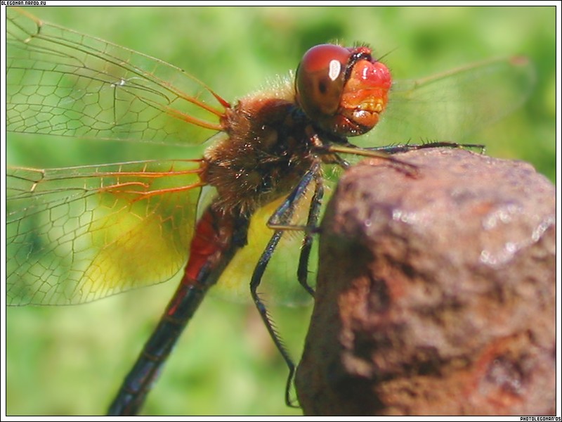 photo "Red Dragonfly" tags: nature, insect