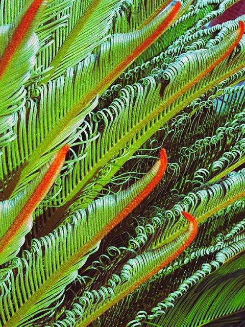 фото "Sega Palm" метки: природа, цветы