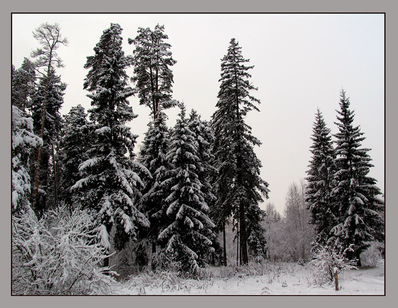 photo "***" tags: landscape, forest, winter