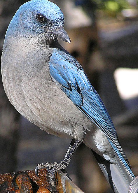 photo "Mexican Jay" tags: nature, travel, North America, wild animals