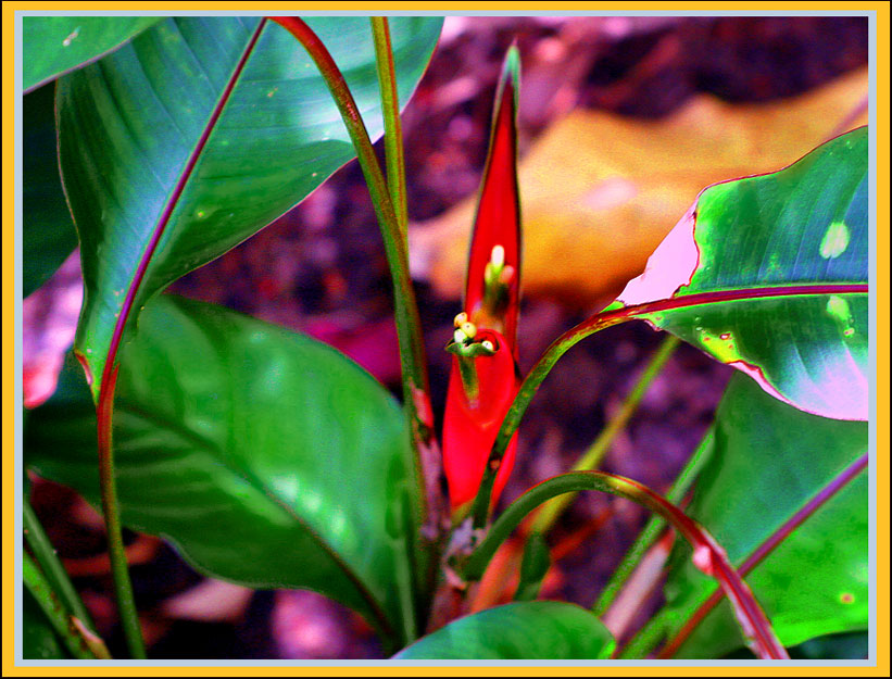 photo "A Single Flame" tags: travel, nature, North America, flowers