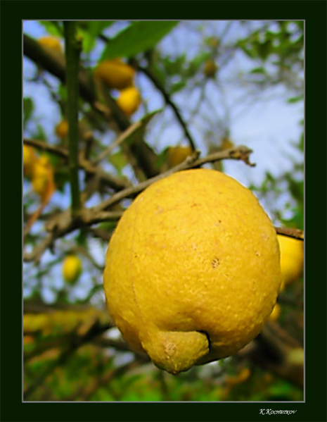 photo "Lemon" tags: nature, travel, Europe, flowers