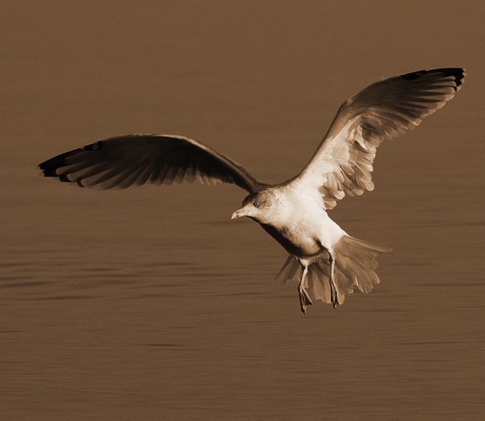 photo "Flight in sepia" tags: nature, wild animals