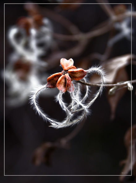 photo "Flight of a star" tags: nature, flowers