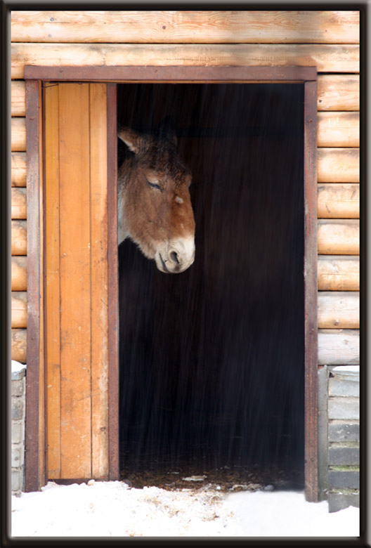 photo "Donkey melancholy" tags: nature, pets/farm animals, wild animals