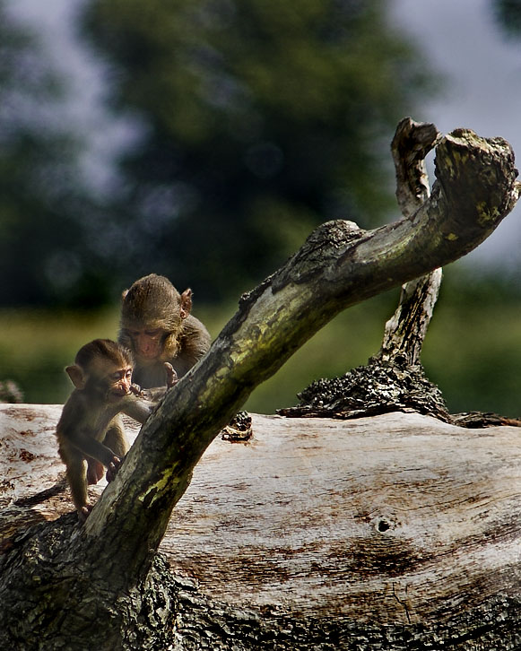 photo "monkey'ing around" tags: nature, genre, wild animals