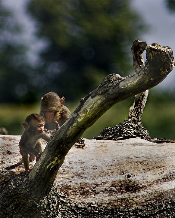 фото "monkey'ing around" метки: природа, жанр, дикие животные