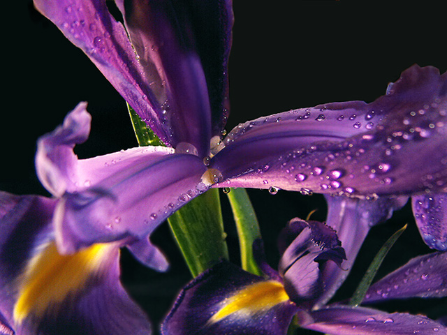 photo "***" tags: nature, macro and close-up, flowers