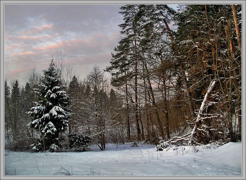 photo "Winter wood." tags: landscape, forest, winter