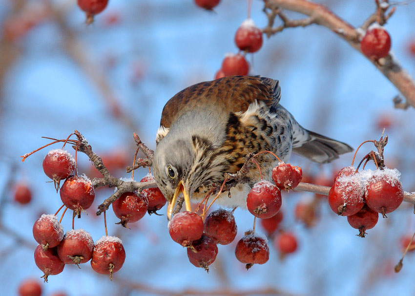 photo "Fieldfare IV" tags: nature, wild animals