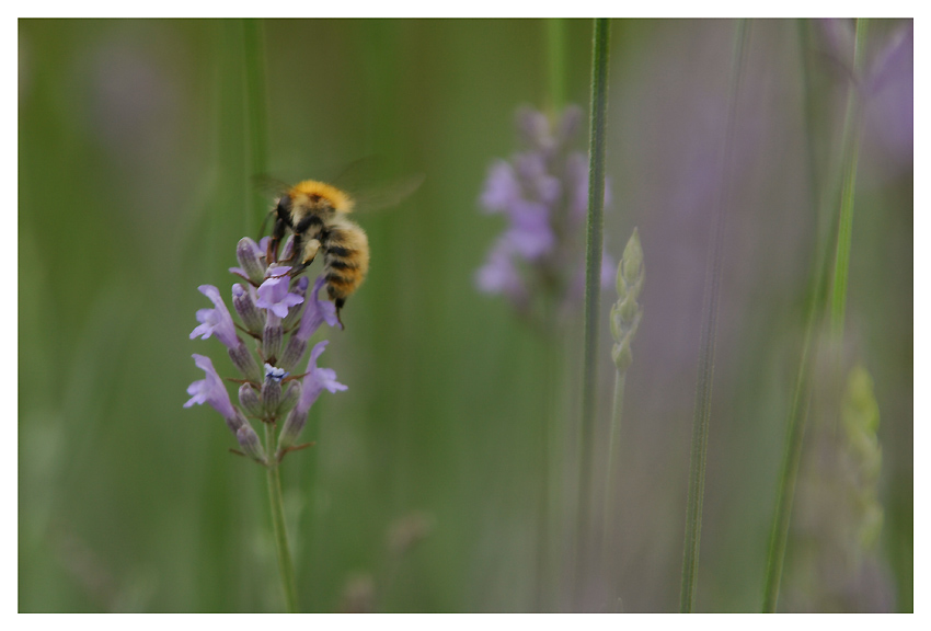 photo "Bzzz...again" tags: macro and close-up, nature, insect