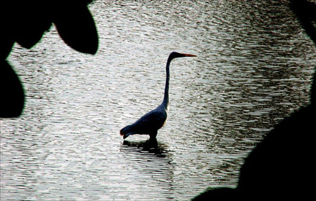 фото "Migrate bird" метки: путешествия, пейзаж, 
