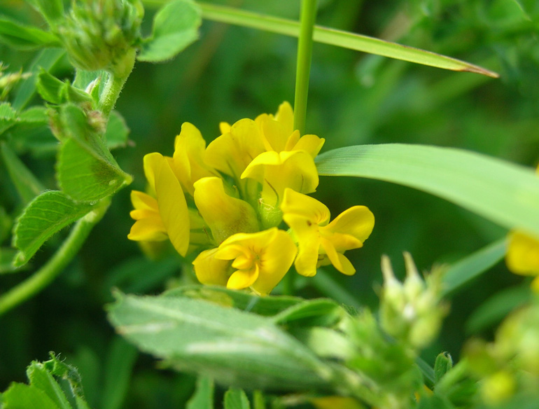 photo "***" tags: nature, flowers
