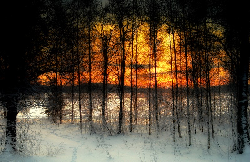 photo "Winter wood..." tags: landscape, winter