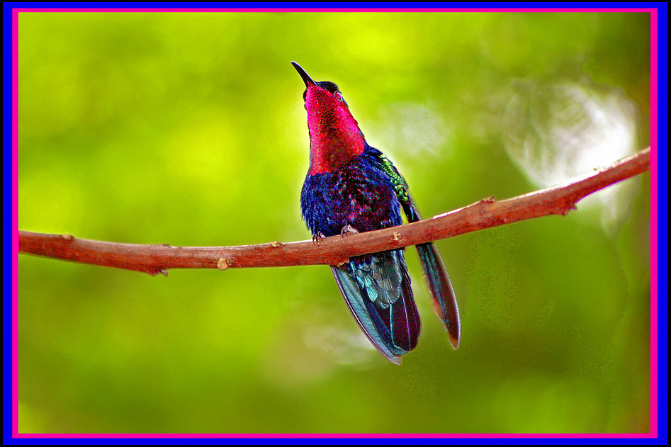 photo "Oscar the Jungle Bird" tags: nature, flowers, wild animals