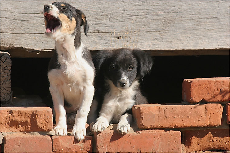 photo "Children of a vault" tags: nature, pets/farm animals