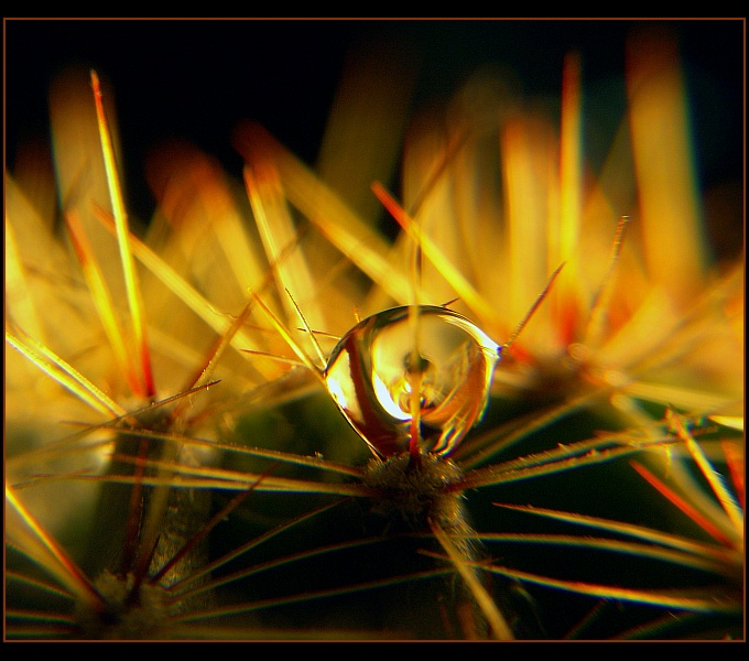 photo "Diablo II" tags: macro and close-up, 