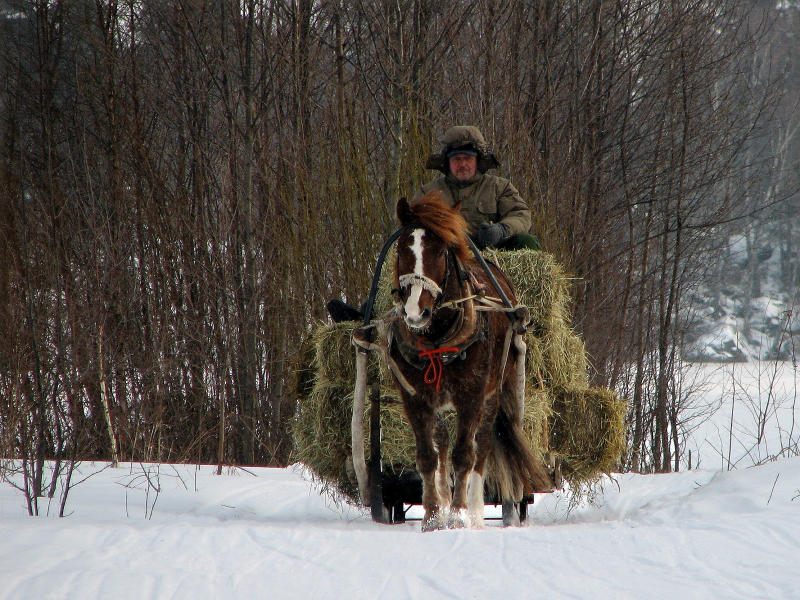 фото "horse and a man" метки: пейзаж, природа, домашние животные, зима