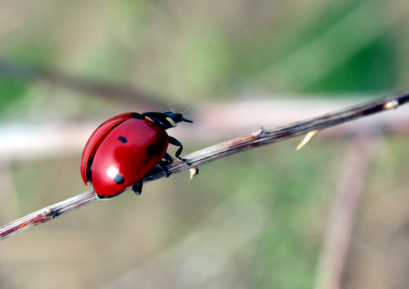 photo "After hibernation" tags: nature, insect