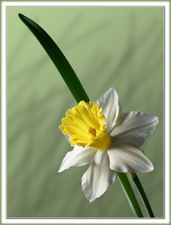 фото "Нарцисс" метки: макро и крупный план, природа, цветы