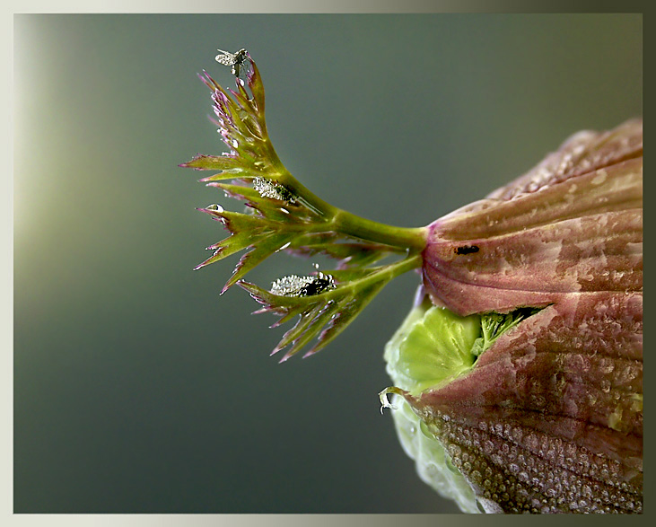 photo "Above all...:)" tags: nature, insect