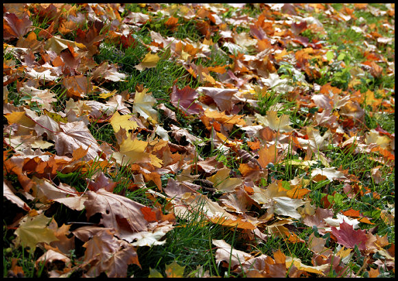 photo "colours of autumn" tags: landscape, nature, autumn, flowers