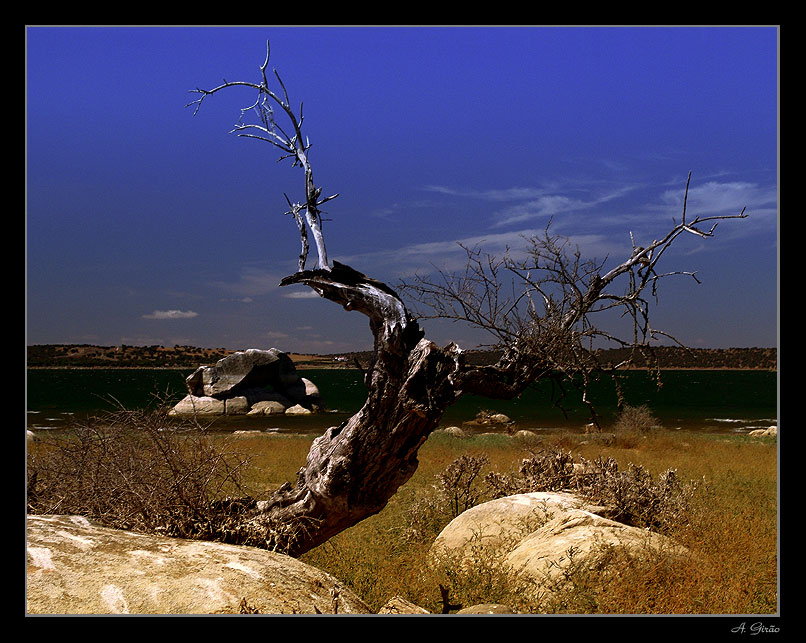 фото "Natural sculture" метки: пейзаж, природа, лето, цветы