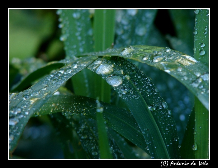 photo "***" tags: macro and close-up, 