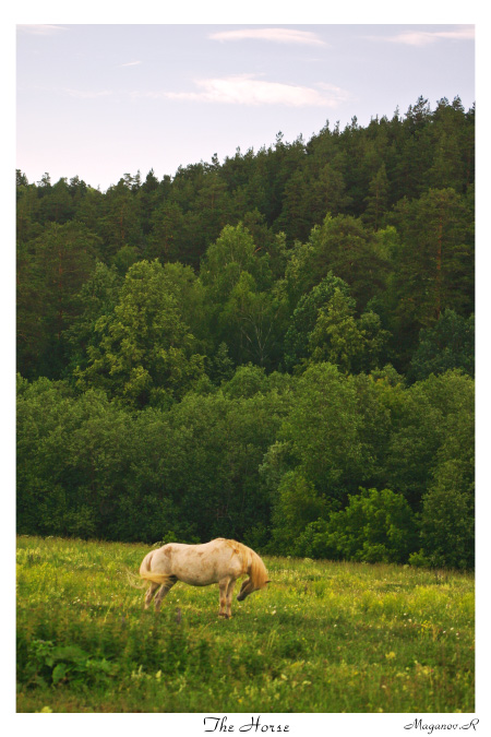 photo "The Horse" tags: landscape, nature, forest, wild animals