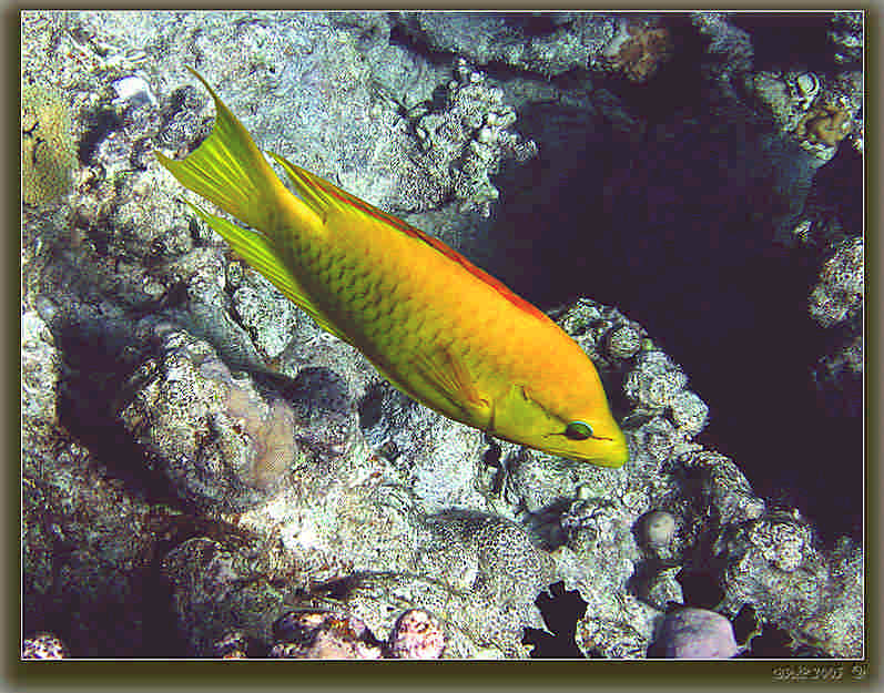 photo "***" tags: nature, underwater, wild animals