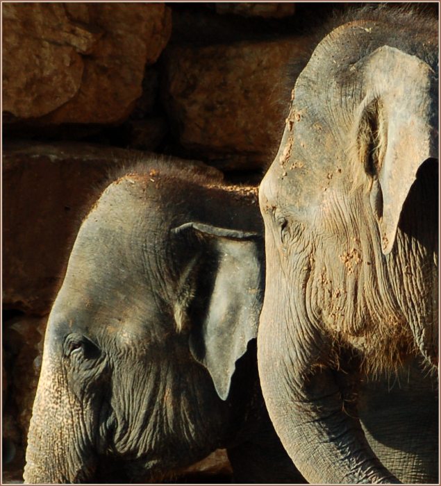 photo "About sorrow" tags: nature, wild animals