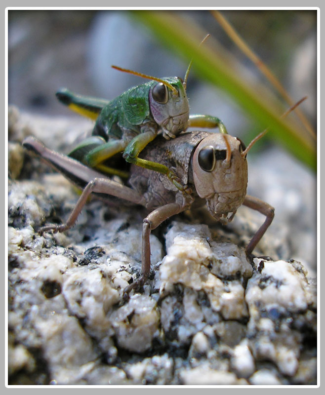 фото "Заниматься любовью" метки: макро и крупный план, природа, насекомое