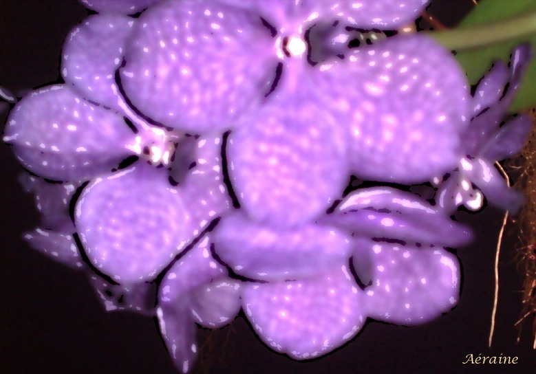photo "Nebulous mauve." tags: nature, technics, flowers
