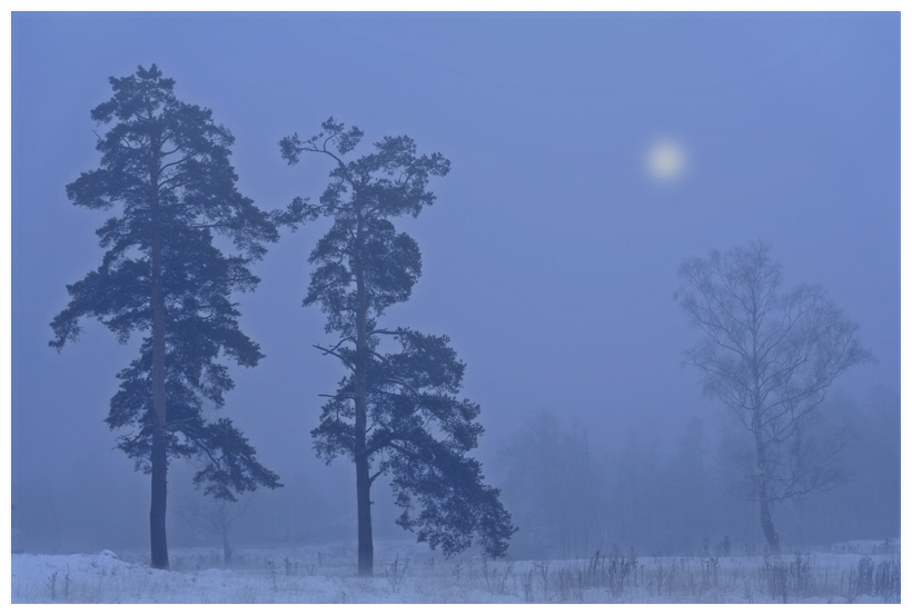 фото "***" метки: пейзаж, лес