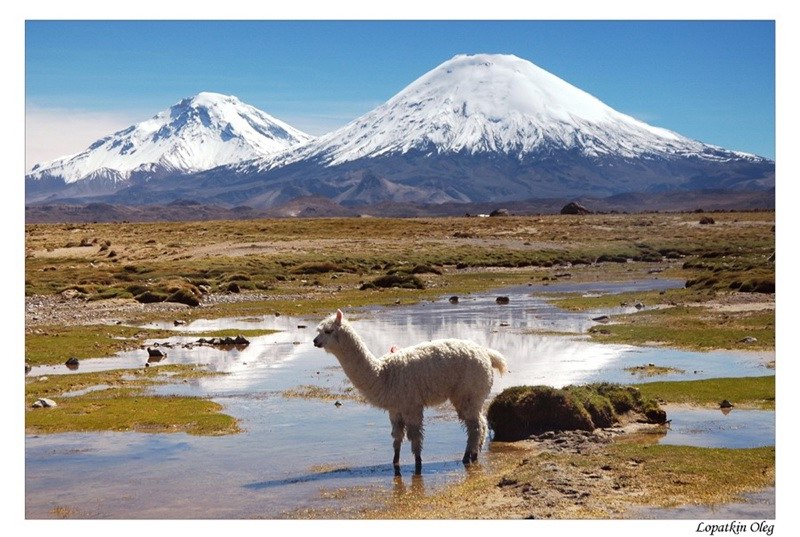 фото "View on Parinacota peak, North of the Chile" метки: пейзаж, путешествия, Южная Америка, горы